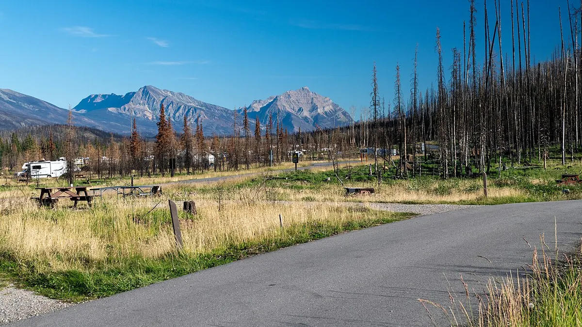 Fire-burned forest at Whistlers Campground after the 2024 wildfire.
